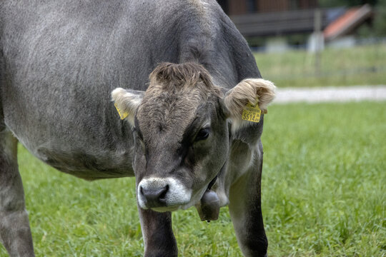 portrait of a cow