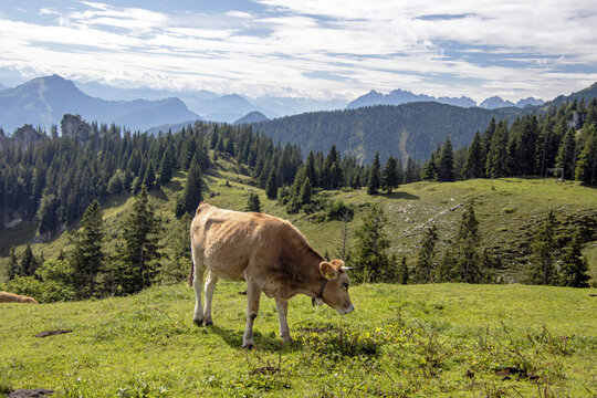 cow in the bavarian mountains
