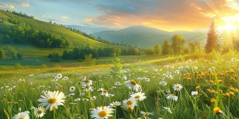 Tableaux sur verre Couleur miel A beautiful spring summer meadow Chamomile flowers at sunset or sunrise. Natural colorful panoramic landscape with many wild flowers of daisies against blue sky.banner