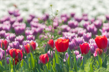 a view of a tulip-flowered garden
