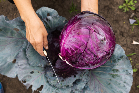 Red cabbage farm and farmer.