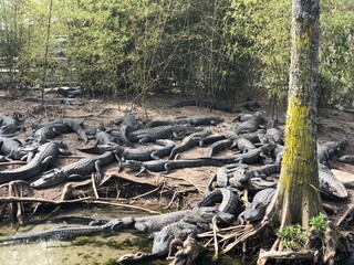 alligators alligators alligators