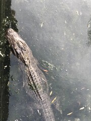 alligator in the water