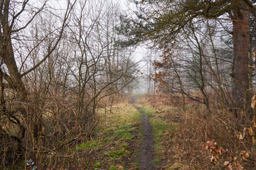 ścieżka,las,mgła