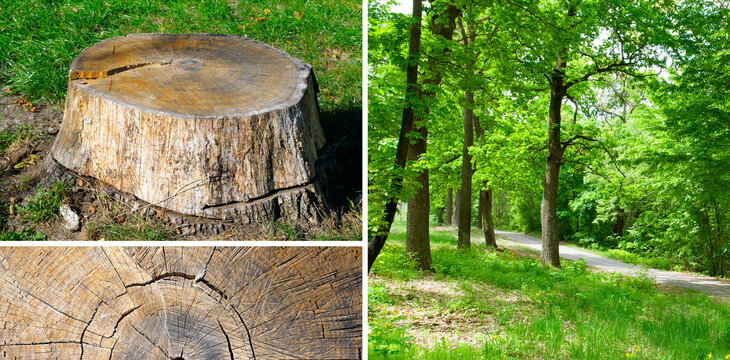 tree stump and summer park. Collage. Wide photo.
