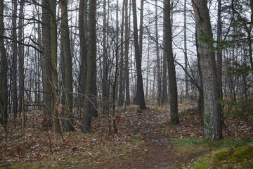 ścieżka ,las,mgła 
