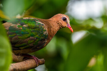 The emerald dove or common emerald dove (Chalcophaps indica), also called Asian emerald dove and grey-capped emerald dove