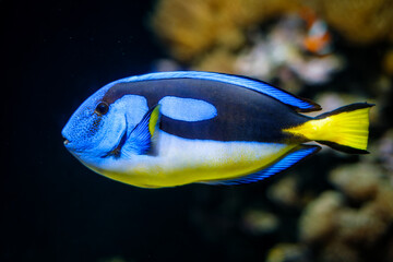 Blue palette surgeonfish Paracanthurus hepatus aka blue tang fish underwater in sea - 768869560