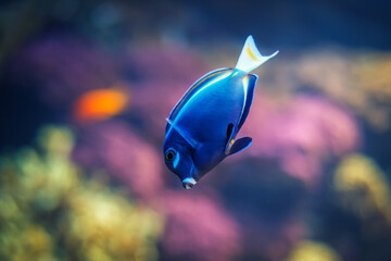 Powder-blue surgeonfish Acanthurus leucosternon aka powder blue tang fish underwater in sea - 768870111