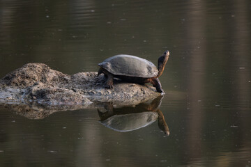 Obraz premium Indian Black Turtle - Melanochelys trijuga, beautiful medium-sized freshwater turtle from South Asian lakes, swamps and marshes, Nagarahole Tiger Reserve, India.