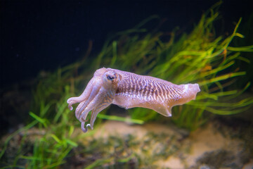 The Common (European) Cuttlefish (Sepia officinalis) underwater in sea - cephalopod, related to squid and octopus