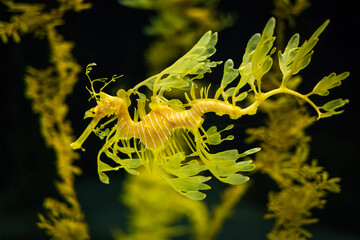 Leafy Seadragon Phycodurus eques or Glauert's seadragon marine fish underwater - 768871155