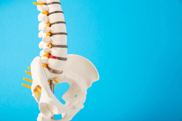 Mockup of the spine on a blue background. The concept of diseases and treatment of the spine in...
