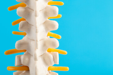 Medical mockup of the thoracic spine on a blue background. Concept of thoracic diseases:...