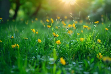 Fototapete Rund Green grass with yellow dandelions in the park. Nature background © kanurism