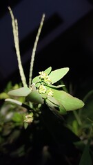 White flower 