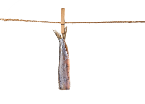 Typical Dutch salted herring called maatje or zoute haring