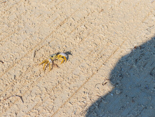 Close up shot of the small crab on the sand. Wildlife