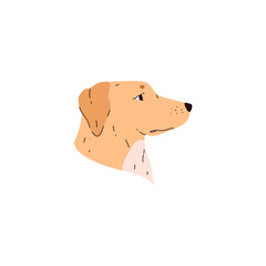 Labrador retriever breed muzzle vector portrait, cartoon cute friendly pet dog beige wool, floppy ears, canine animal