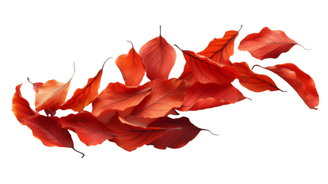 Cluster of Red Leaves on White Background