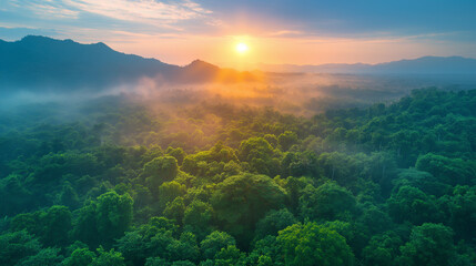 Fototapeta na wymiar Aerial top view forest tree, Rainforest ecosystem and healthy environment concept background, Texture of green tree forest view from above.