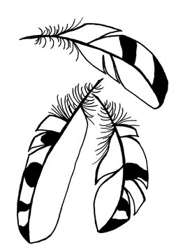 Fluffy black and white spotted feathers for the Brazilian carnival. Bright graphic image for a zoo or nature reserve. Peacock boa or plume for fashion illustration and advertise natural products
