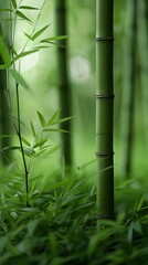 Fototapeta na wymiar Tranquil Bamboo Sanctuary Dense Forest With Soothing Wind Melody and Lush Foliage