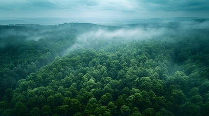 Naklejka na ściany i meble Misty and Enchanting Forest Edge A Threshold Between Worlds