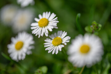 Obraz premium Daisy flower