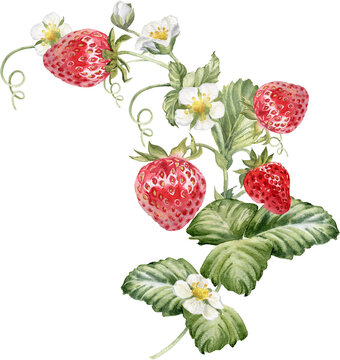 Strawberries watercolor arrangement. Strawberry isolated, red berry and leaves with transparent background. Hand painted realistic illustration for tea, jam or natural cosmetics label