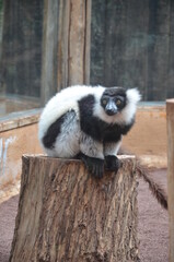 black and white ruffed lemur in a zoo at Tenerife, Canary Islands, Spain.