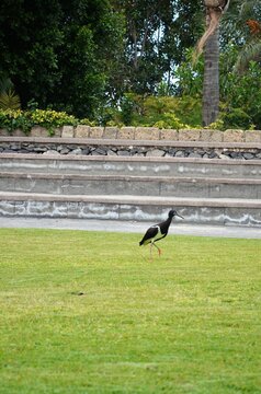 Abdim's Stork (Ciconia Abdimii) in Jungle Parck, Tenerife