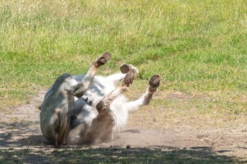 donkey lying on back with legs in air having a roll in teh dirt