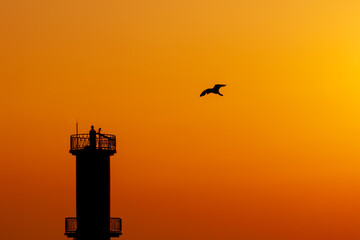 a view with the silhouette of a lighthouse and a seagull
