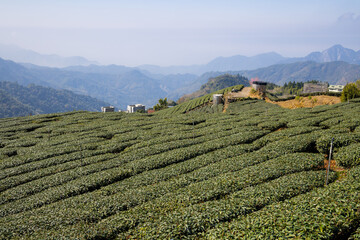 Tea farm on the valley of mountain