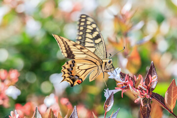a butterfly sitting on a petal