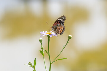 a butterfly sitting on a petal