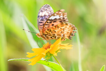 a butterfly sitting on a petal