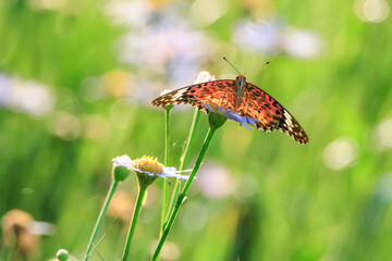 a butterfly sitting on a petal