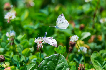 a butterfly sitting on a petal