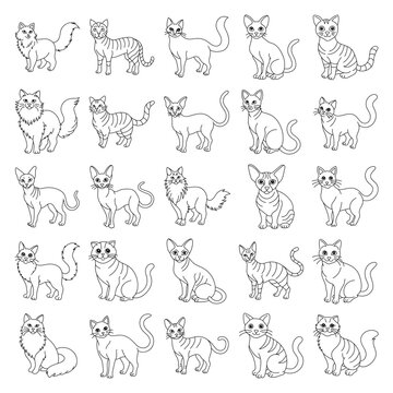 A collection of cats in various poses and positions