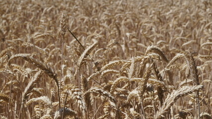 ripe wheat stands in the fields in golden ears under the summer sun on a bright sunny day