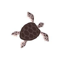 Vector illustration of a floating spotted sea turtle top view on a white background.