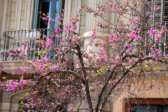 Capturing spring blossoms in the neighbourhood of Eixample, Barcelona, Spain..Blooming tree branches. Spring season..