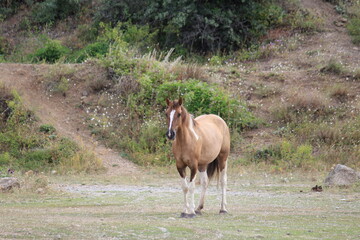 horse in the field