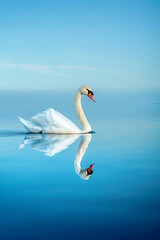 Fototapeta premium Profile of a single white swan on a calm blue lake with reflection 