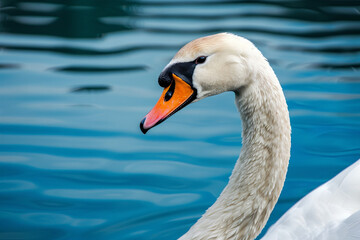 Obraz premium Profile of a single white swan on a calm blue lake with reflection 