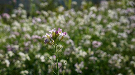 Beautiful purple radish flower branch in background of the flower field