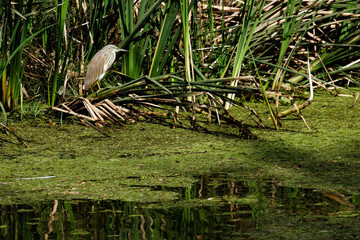 Héron à l'affût dans un marécage