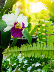 Close up to Cattleya trianae, also known as Flor de Mayo or Christmas orchid. Beautiful white orchid flower mixed with purple and yellow. Flower nature garden beautiful violet and white colour flower.